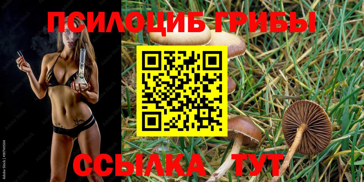 Псилоцибиновые грибы Psilocybine cubensis Барабинск